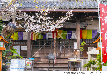 長顯寺 - 主殿與櫻花（京都市伏見區） 124941733