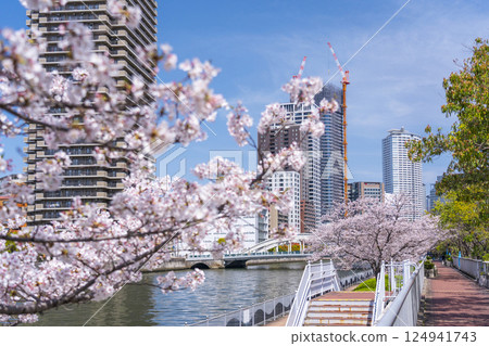 中之島散步道:盛開的櫻花樹和堂島橋 中之島散步道:盛開的櫻花樹和堂島橋 124941743