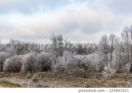 Winter forest landscape 124941911