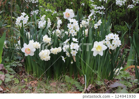Cup-flowered daffodil or Narcissus tazetta flowers with white petals blooming in a spring garden 124941930