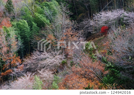 Sky Walk Tenryukyo 124942016