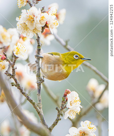 [Ritsurin Garden] Plum blossoms and Japanese white-eye 124942255