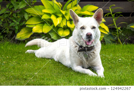 White dog 124942267
