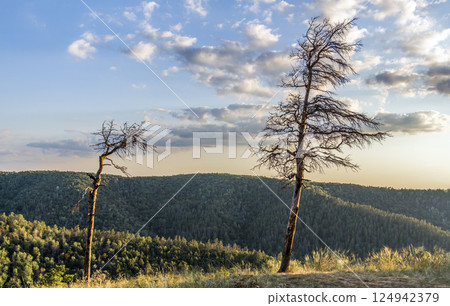 Forest Landscape with dry trees Forest Landscape with dry trees 124942379