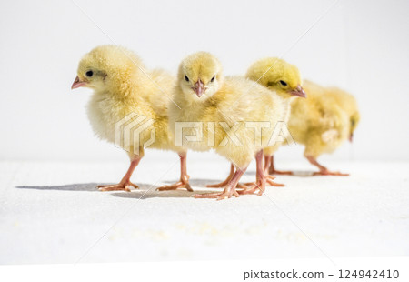 Small chicken Small chicken 124942410