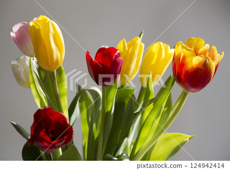 tulips tulips 124942414