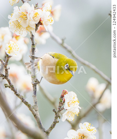 [Ritsurin Garden] Plum blossoms and Japanese white-eye 124942433