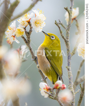 [Ritsurin Garden] Plum blossoms and Japanese white-eye 124942441