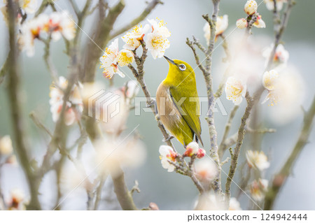 [Ritsurin Garden] Plum blossoms and Japanese white-eye 124942444