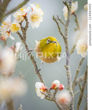 [Ritsurin Garden] Plum blossoms and Japanese white-eye 124942445