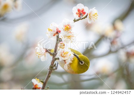 [Ritsurin Garden] Plum blossoms and Japanese white-eye 124942457