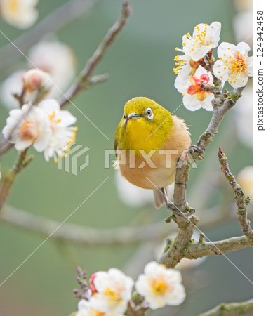 [栗林公園] 梅花與繡眼鳥 124942458