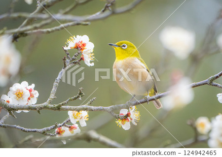 [栗林公園] 梅花與繡眼鳥 124942465