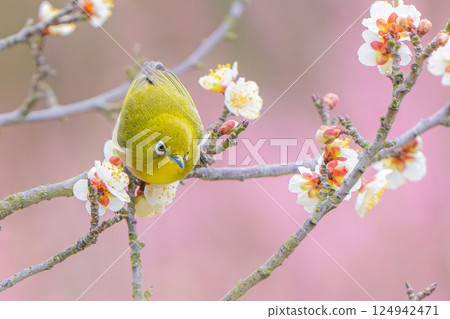 [Ritsurin Garden] Plum blossoms and Japanese white-eye 124942471
