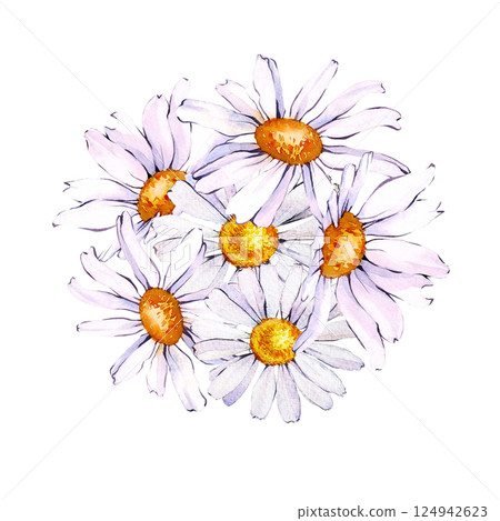 Floral watercolor of a bouquet of daisies on an isolated background. A botanical drawing. Floral watercolor of a bouquet of daisies on an isolated background. A botanical drawing. 124942623