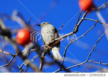 柿子和野鳥 124942819