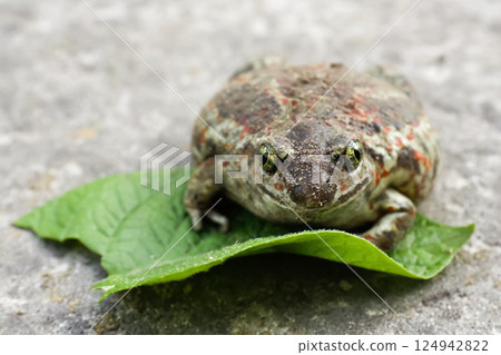 A close-up of a large American toad, showcasing its textured skin and distinct features. This amphibian is captured in vivid detail against a natural background 124942822