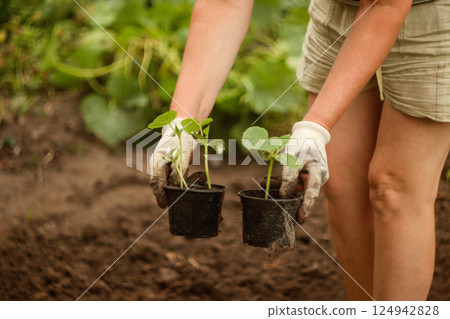 A woman gently holding a small pot with a young tomato seedling, surrounded by fresh soil in a vibrant spring garden. The scene highlights sustainable living, home gardening A woman gently holding a small pot with a young tomato seedling, surrounded by fresh soil in a vibrant spring garden. The scene highlights sustainable living, home gardening 124942828