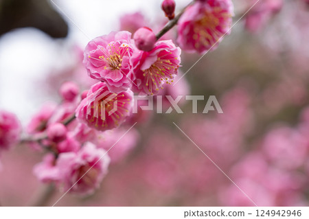 [Ritsurin Garden] Plum blossoms 124942946