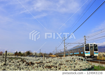 桃花田和中央線 桃花田和中央線 124943138