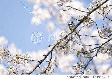 Cherry blossoms and tits 124943294