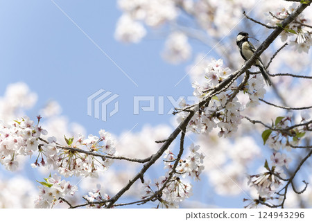 Cherry blossoms and tits Cherry blossoms and tits 124943296