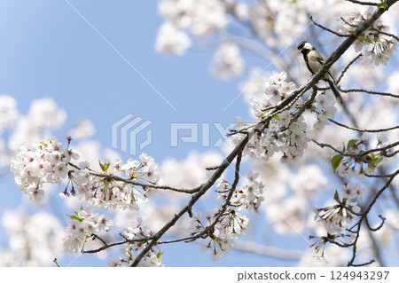 Cherry blossoms and tits Cherry blossoms and tits 124943297