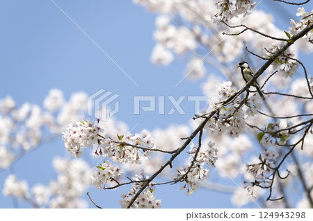 Cherry blossoms and tits Cherry blossoms and tits 124943298