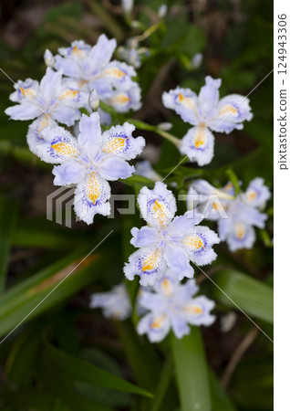 Shaga的花朵 124943306