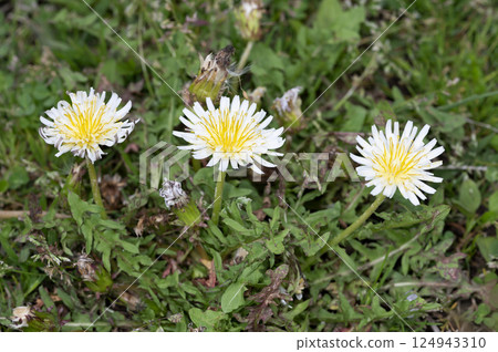 White banana dandelion White banana dandelion 124943310