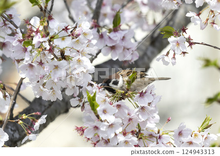 棲息在櫻花樹枝上的麻雀 124943313