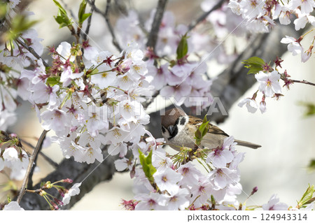 棲息在櫻花樹枝上的麻雀 124943314