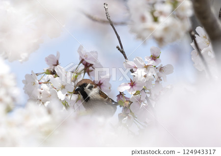 棲息在櫻花樹枝上的麻雀 棲息在櫻花樹枝上的麻雀 124943317