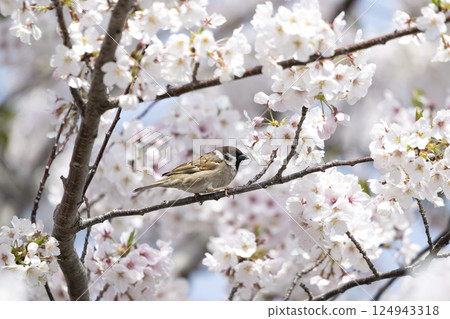 棲息在櫻花樹枝上的麻雀 棲息在櫻花樹枝上的麻雀 124943318