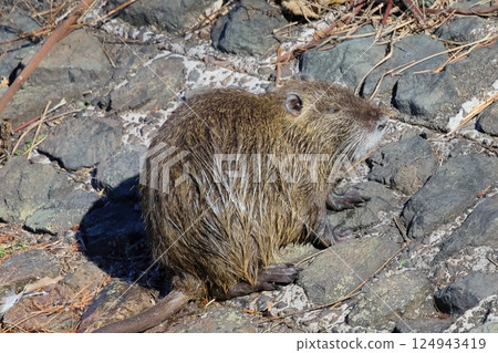 Winter bird Winter bird 124943419