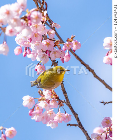 A Japanese white-eye perched on a cherry blossom branch with a blue sky in the background A Japanese white-eye perched on a cherry blossom branch with a blue sky in the background 124943431