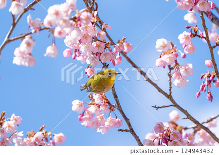 A Japanese white-eye perched on a cherry blossom branch with a blue sky in the background A Japanese white-eye perched on a cherry blossom branch with a blue sky in the background 124943432