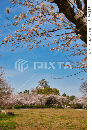 Sakura and Nagahama Castle Sakura and Nagahama Castle 124943474