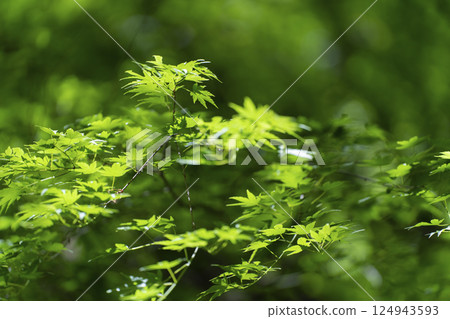 Summer maple 124943593