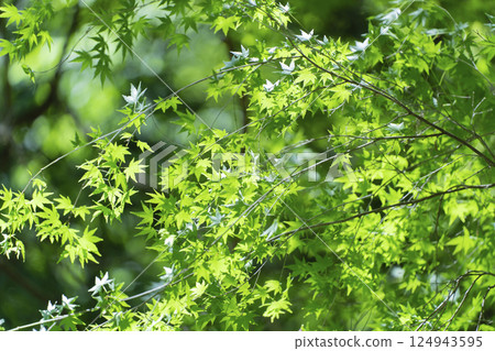 Summer maple Summer maple 124943595