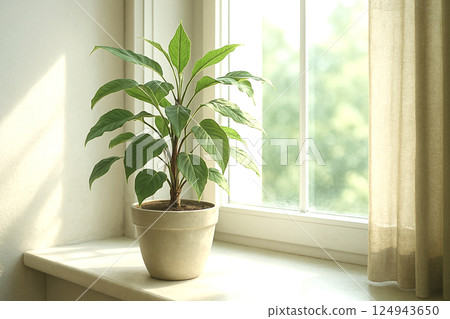 Houseplant placed on the window side 124943650