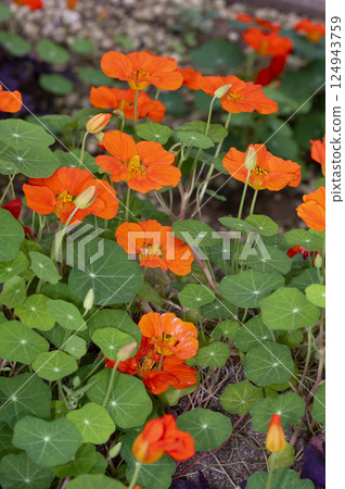 旱金蓮屬 旱金蓮屬 124943759