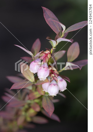 Blueberry flowers Blueberry flowers 124943764