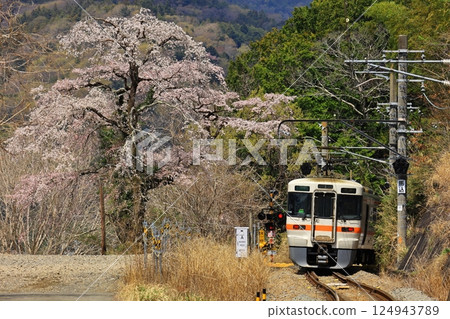 身延線和櫻花 124943789