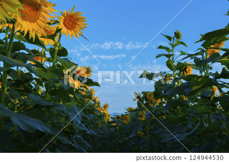 Sunflower field and blue sky 124944530