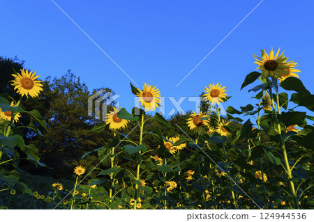 向日葵領域和藍天 124944536