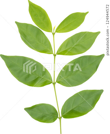 Green leaf. Green leaf. 124944572