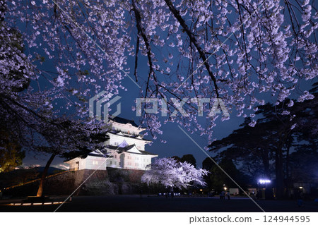 Odawara Castle and Sakura 124944595