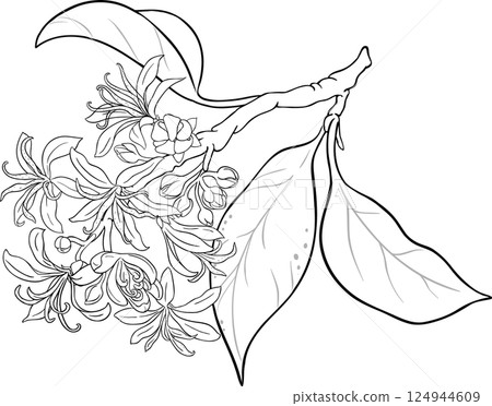 Calodendrum Branch with Flowers Outline Illustration. 124944609