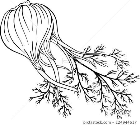 Fennel Outline Illustration 124944617